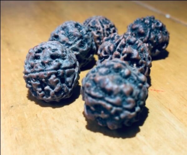 Rudraksha 5 FACE single bead